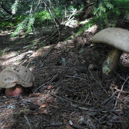 Boletus calopus